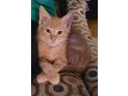Adopt Nathan a Spotted Tabby/Leopard Spotted Domestic Shorthair / Mixed cat in