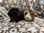 Adopt Russell ( Bonded to Calypso) a Black Guinea Pig small animal in Imperial
