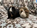 Adopt Calypso ( Bonded to Russell) a Guinea Pig small animal in Imperial Beach