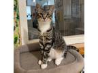 Adopt Sage a Domestic Mediumhair / Mixed (short coat) cat in Cambria