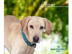Adopt Sniper a Tan/Yellow/Fawn Labrador Retriever / Mixed dog in Emory