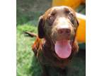 Adopt Barnaby a Brown/Chocolate Labrador Retriever / Mixed dog in Grovertown