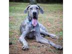 Adopt Mayor a Gray/Silver/Salt & Pepper - with Black Great Dane / Mixed dog in
