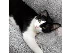 Adopt Dutchess a White Domestic Shorthair / Mixed cat in Jupiter, FL (38478676)