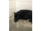 Adopt KING a Black Chow Chow / Labrador Retriever / Mixed dog in Rosenberg