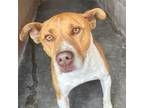 Adopt Scoobs a Pit Bull Terrier