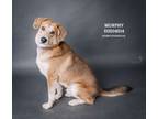 Adopt Murphy a Beagle, Mixed Breed