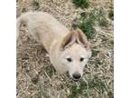 Adopt White Puppy 4 a German Shepherd Dog