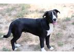 Adopt Arthur a Black Labrador Retriever, Pit Bull Terrier