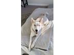 Adopt Blue a Siberian Husky