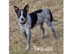 Adopt Taquito a Rat Terrier, Terrier