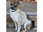 Adopt Taco a Rat Terrier, Terrier