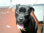 Adopt SAMMI a Black - with White American Pit Bull Terrier / Mixed dog in