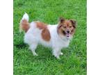 Adopt Asher a Shetland Sheepdog / Sheltie