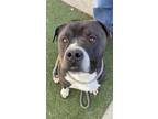 Adopt CHATO a Black - with White Mixed Breed (Medium) / Mixed dog in San Pedro