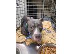 Adopt *TWISTER a Gray/Silver/Salt & Pepper - with White American Pit Bull