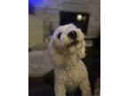 Adopt Shyla a White Bichon Frise / Mixed dog in West Allis, WI (38637744)