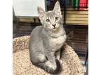 Adopt Checkers a Gray or Blue Domestic Shorthair / Mixed cat in Merriam