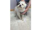 Adopt Pepe Pa Piko a Terrier (Unknown Type, Small) / Mixed dog in Neillsville