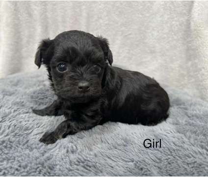 Yorkie poodle puppies is a Female Poodle, Yorkshire Terrier Puppy For Sale in Wilmington IL