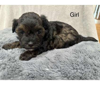 Yorkie poodle puppies is a Female Poodle, Yorkshire Terrier Puppy For Sale in Wilmington IL