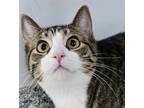 Adopt Anndee a Gray or Blue Domestic Shorthair / Domestic Shorthair / Mixed cat