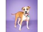 Adopt Xena a Boxer / Hound (Unknown Type) / Mixed dog in Ft.