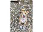 Adopt Sundance 23 a Hound (Unknown Type) / Mixed dog in Brookhaven