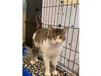 Adopt Rory a Tiger Striped Domestic Shorthair (medium coat) cat in Somerset