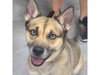 Adopt Fate a Tan/Yellow/Fawn Mixed Breed (Medium) / Mixed dog in Lindenwold