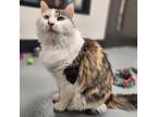 Adopt KYLO a Tortoiseshell Domestic Mediumhair / Mixed cat in Las Vegas