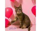 Adopt Bruiser a Domestic Short Hair