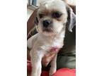 Adopt Milkshake a White - with Gray or Silver Shih Tzu / Mixed dog in Cherry