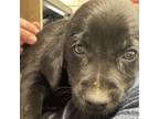 Adopt Red collar a Black Labrador Retriever