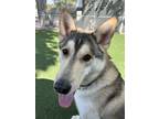 Adopt Bowie a Husky dog in Papillion, NE (38484766)