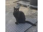 Adopt Midnight a All Black Domestic Shorthair / Mixed cat in San Pablo