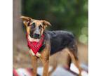Adopt Joey - very smart and lovable. a Australian Cattle Dog / Blue Heeler