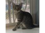 Adopt Bombay a Brown or Chocolate Domestic Shorthair / Mixed cat in Lantana