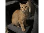 Adopt Koi a Domestic Short Hair