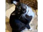 Adopt Pumba a Domestic Short Hair