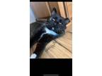 Adopt BlackJack a Tuxedo