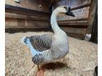 Adopt Glen a Goose