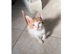 Adopt Popsicle a Orange or Red Domestic Shorthair (short coat) cat in Houston