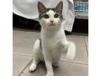 Adopt Tariq a Gray or Blue Domestic Shorthair / Mixed cat in Vieques