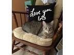 Adopt Felix a Tan or Fawn Tabby Domestic Shorthair / Mixed (short coat) cat in