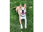 Adopt Dolemite a Tan/Yellow/Fawn Mixed Breed (Large) / Mixed dog in Cincinnati