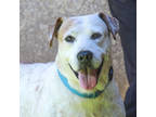 Adopt Ponyo a White American Staffordshire Terrier / Mixed dog in Lihue