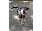Adopt Harold a Labrador Retriever / Husky / Mixed dog in Tool, TX (38617461)