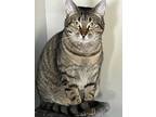 Adopt Oakley a Domestic Shorthair / Mixed (short coat) cat in Spring