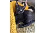 Adopt Greef Karga a All Black Domestic Shorthair / Mixed (short coat) cat in